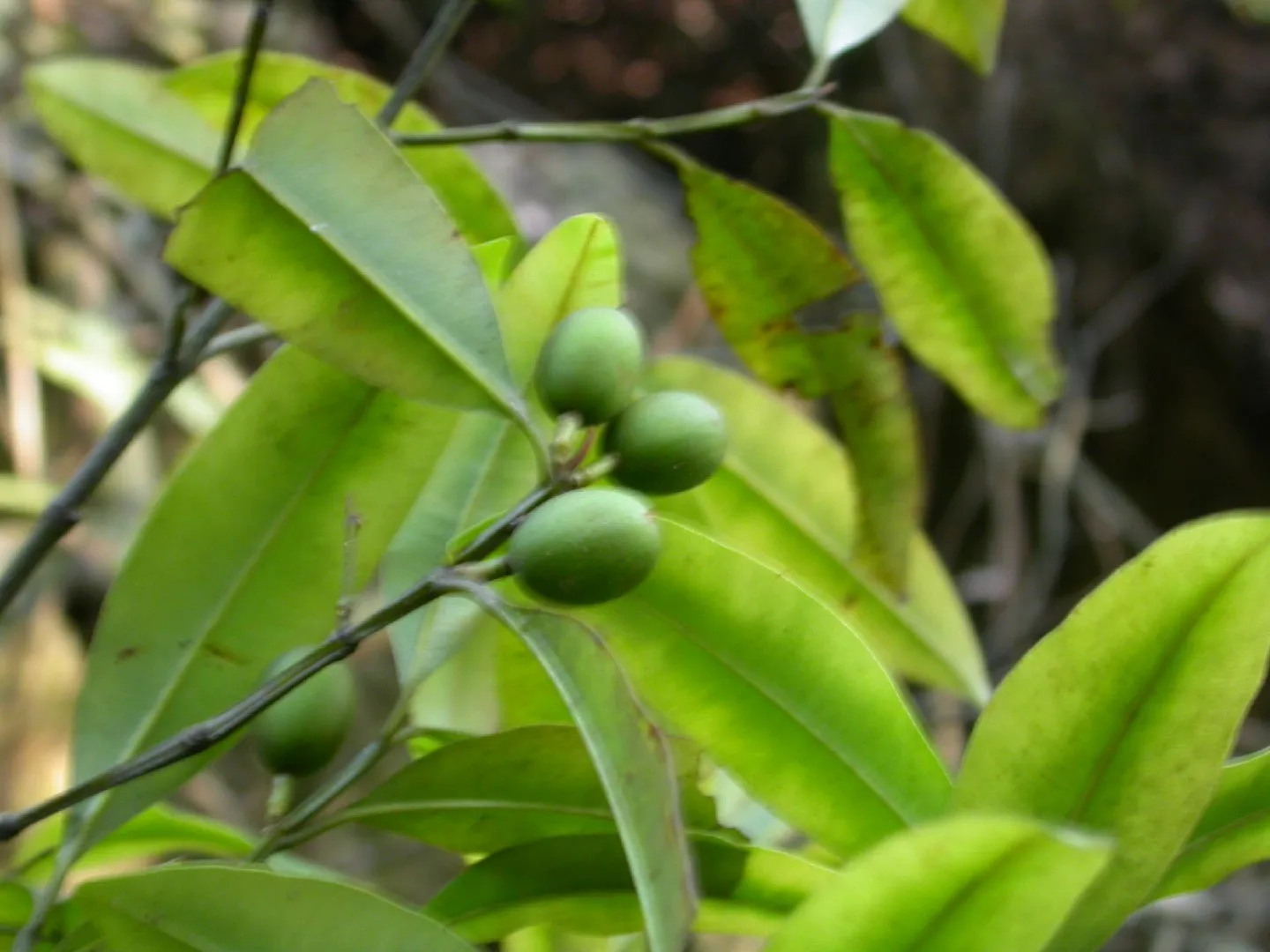 Calophyllum membranaceum